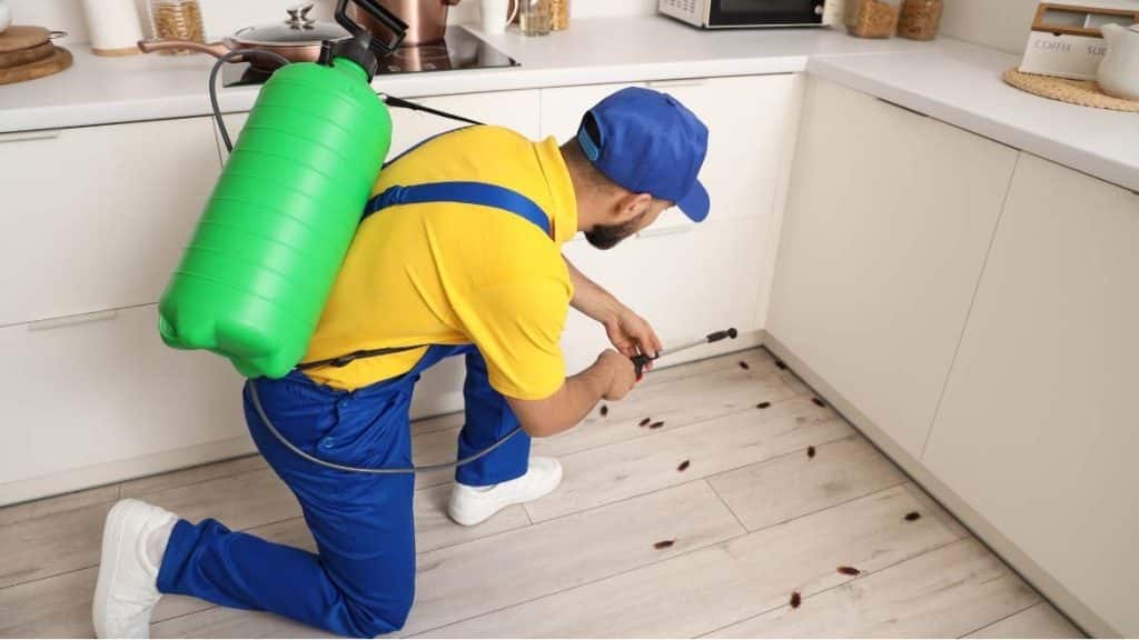 diy pest control: risks, limitations, and safer professional alternatives