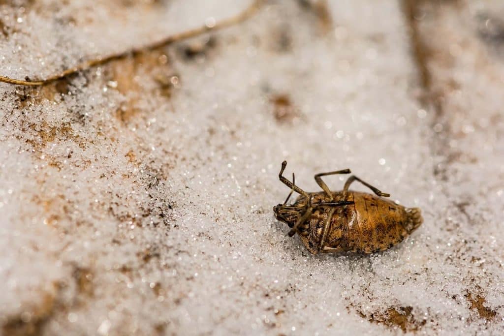 Winter pests: do they hibernate or stay active in your home? winter pests: do they hibernate or stay active in your home?