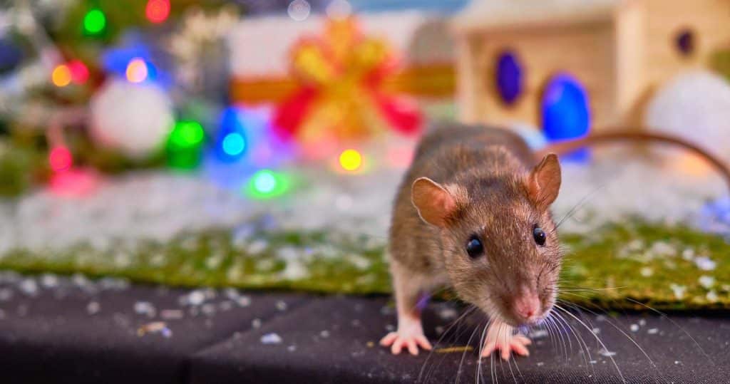 winter holiday pest prevention for trees, food & decorations