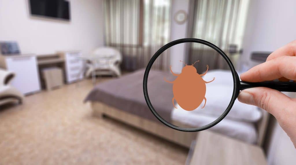 Think you know pest control? Top 10 myths debunked top 10 common pest control myths debunked by experts