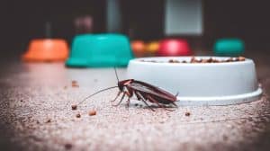 Bed bugs are pest control services safe for pets