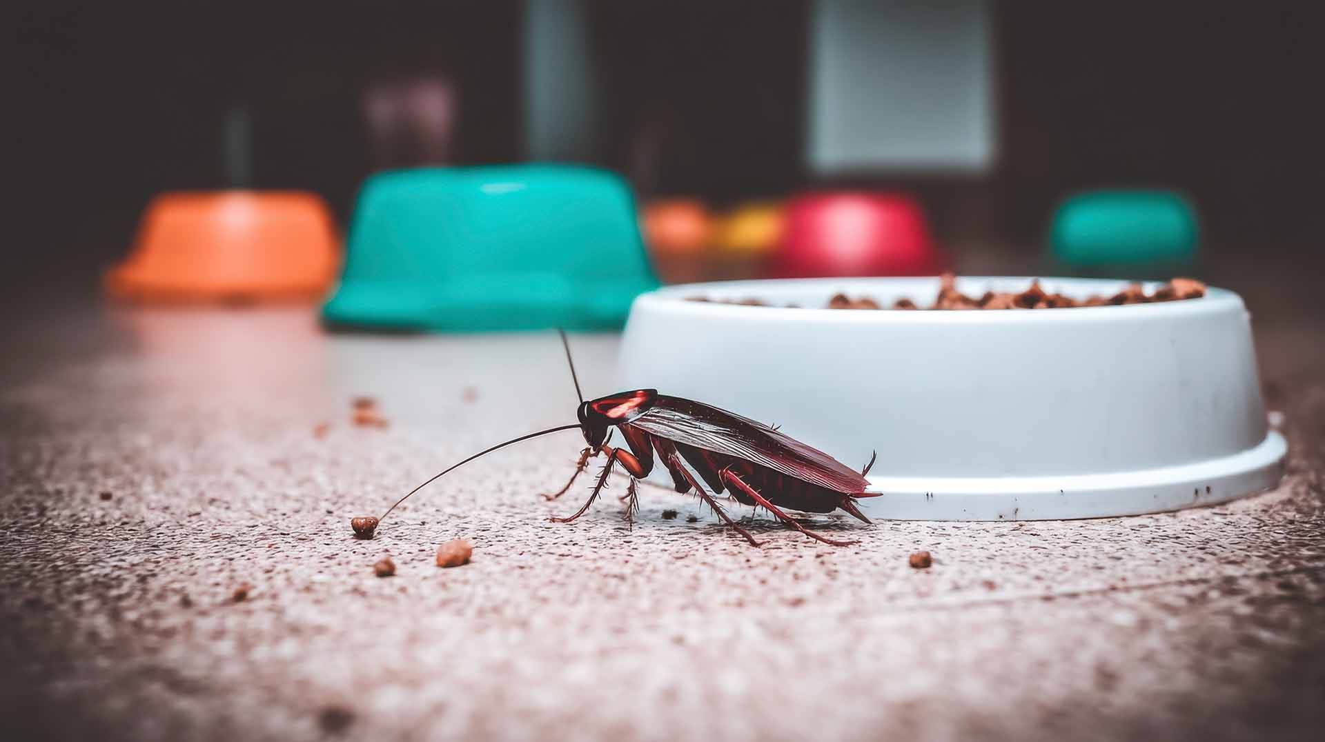 Are Pest Control Services Safe for Pets