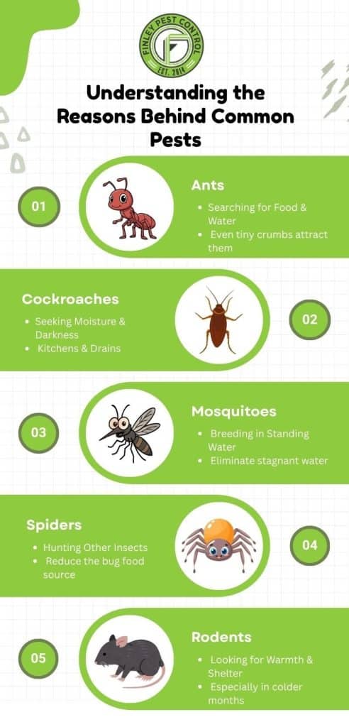 Pet-safe pest control: what every pet owner should know understanding the reasons behind common pests