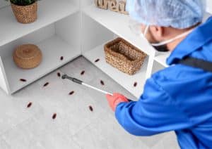 Homepage why pests return after treatment & how to stop it